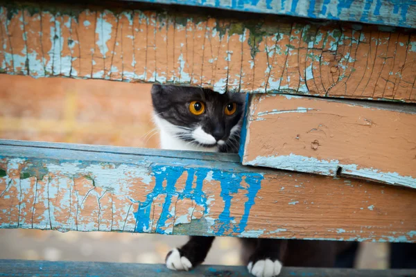 A cat on a leash playing on the wooden bench — Stock Photo, Image