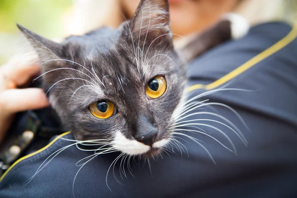 Um gato em um ombro — Fotografia de Stock