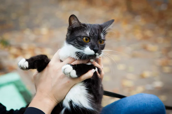 Un gatto al guinzaglio che gioca sulla panchina di legno — Foto Stock