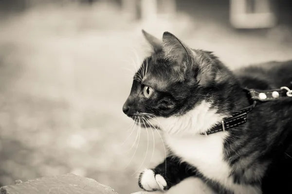 A cat on a leash playing on the wooden bench — Stock Photo, Image