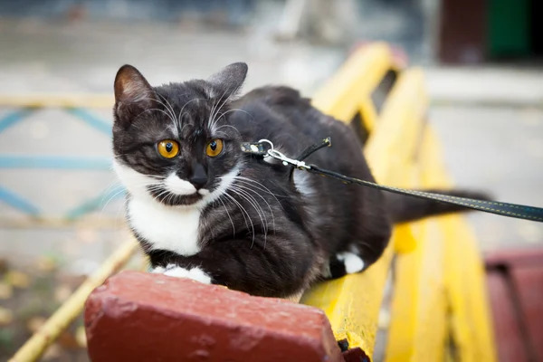 Un gato con una correa jugando en el banco de madera — Foto de Stock