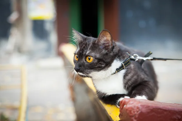 Un gatto al guinzaglio che gioca sulla panchina di legno — Foto Stock