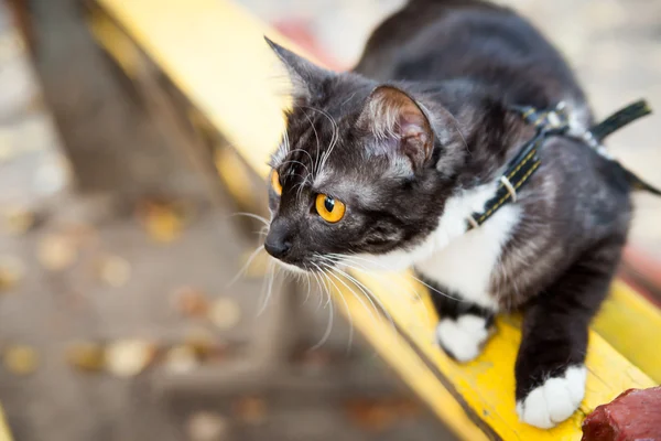 Un gato con una correa jugando en el banco de madera — Foto de Stock