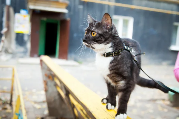 Un gato con una correa jugando en el banco de madera —  Fotos de Stock