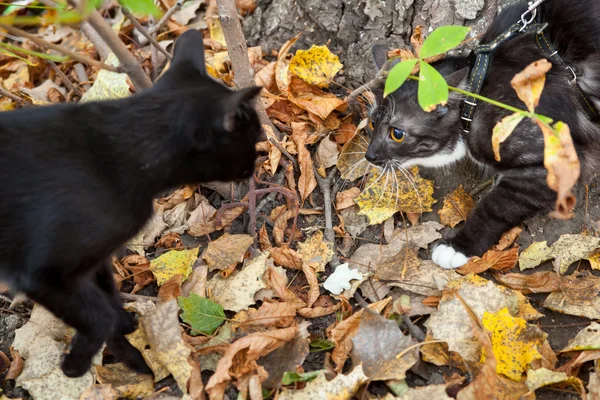 Yapraklar sonbaharda kuru iskambil tasmalı bir kedi — Stok fotoğraf