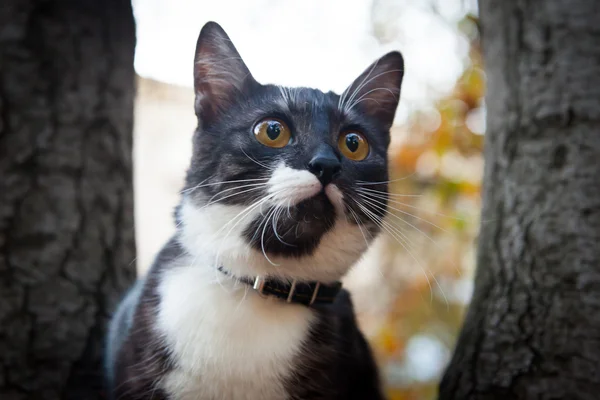 Korkmuş kedi ağaç — Stok fotoğraf