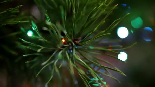 Kerstverlichting gloeiende op een ingerichte groenblijvende boom — Stockvideo