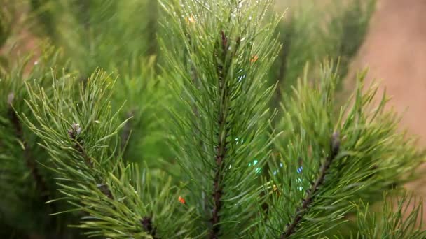 Karácsonyi fények, díszített örökzöld fa izzó — Stock videók
