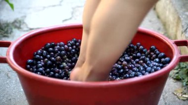 şarap yapmak için üzüm bir plastik kova kırma kadın