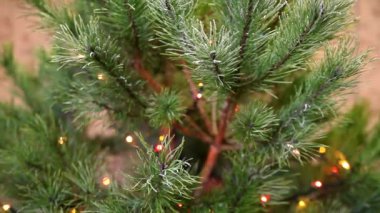 dekore edilmiş bir Noel ağacı dalı buzlu cam