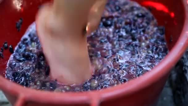 Woman crushing grapes in a plastic bucket to make wine — Stock Video