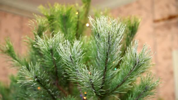 Mattierter Zweig eines geschmückten Weihnachtsbaums — Stockvideo