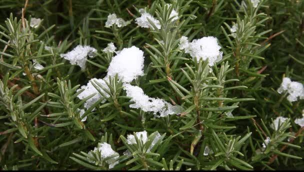 Rosmarino sotto lo scioglimento della neve — Video Stock