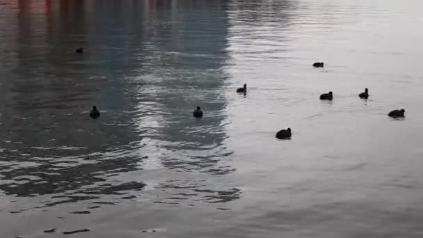 Aves marinas flotando en aguas marinas en invierno — Vídeos de Stock