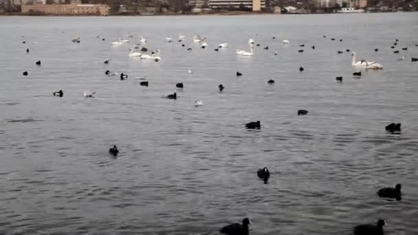 Aves marinas flotando en aguas marinas en invierno — Vídeo de stock