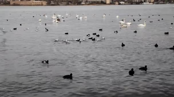 Морские птицы зимой плавают в морских водах — стоковое видео