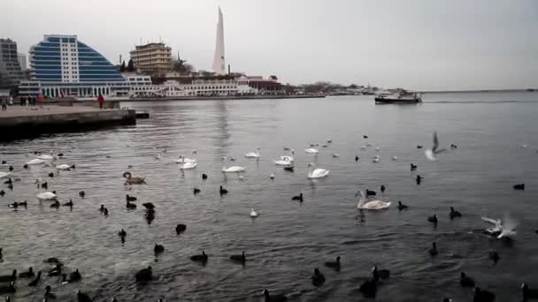 Aves marinhas flutuando nas águas do mar no inverno — Vídeo de Stock