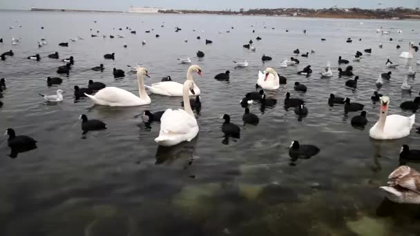 Aves marinas flotando en aguas marinas en invierno — Vídeos de Stock