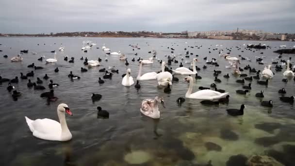 Морские птицы зимой плавают в морских водах — стоковое видео