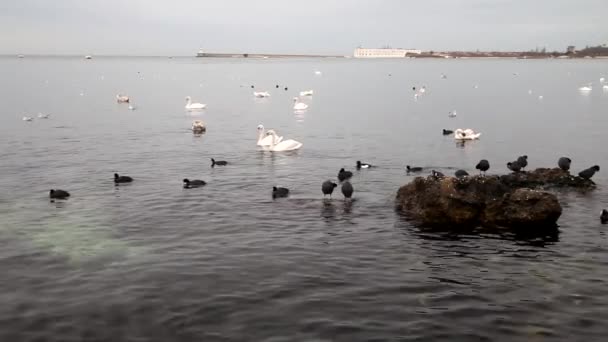 Seevögel treiben im Winter im Meer — Stockvideo