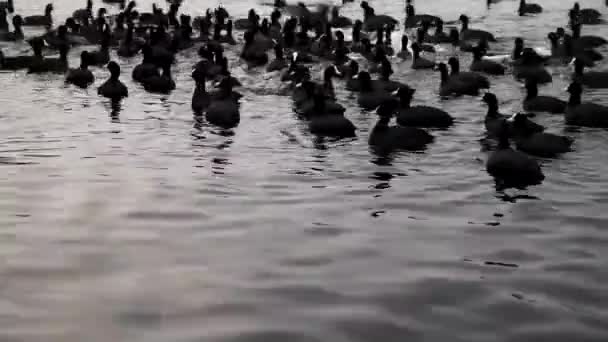 Морские птицы зимой плавают в морских водах — стоковое видео