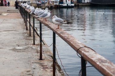 seaside adlı bir Ray üzerinde oturan martılar
