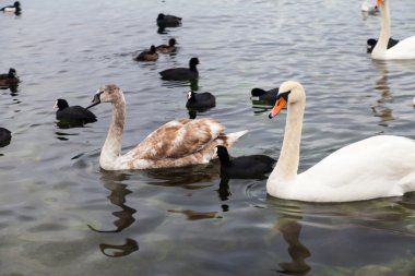 Kuğular ve denizde yüzen birçok Karadeniz ördekler