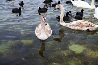 Kuğular ve denizde yüzen birçok Karadeniz ördekler