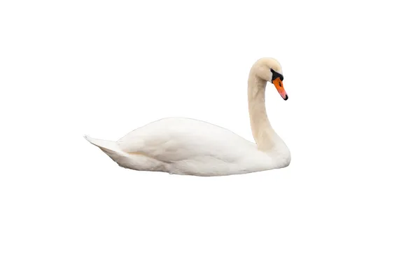 Cisne branco isolado — Fotografia de Stock