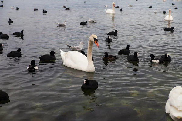 Cisnes e muitos patos-do-mar negros flutuando no mar — Fotografia de Stock