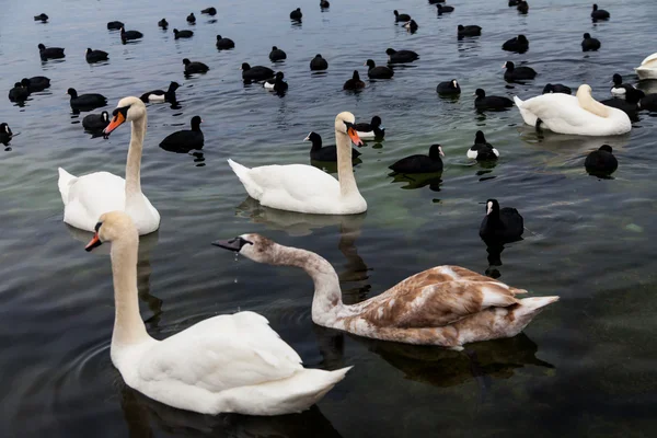 Cisnes y muchos patos marinos negros flotando en el mar — Foto de Stock