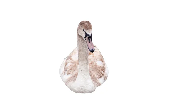 Grey swan isolated — Stock Photo, Image