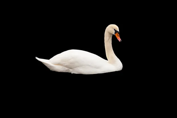 Cisne blanco aislado — Foto de Stock
