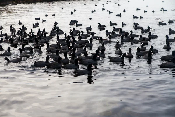 Cisnes y muchos patos marinos negros flotando en el mar — Foto de Stock