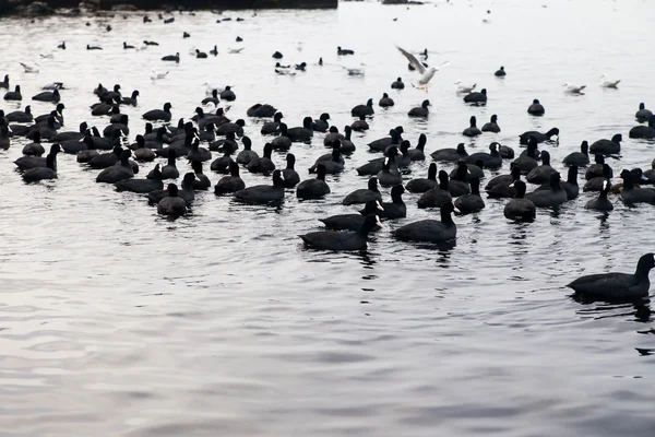 Cisnes y muchos patos marinos negros flotando en el mar — Foto de Stock