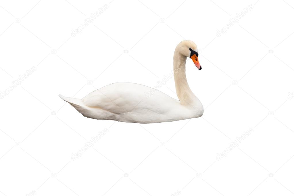 White swan isolated