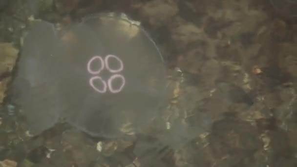 Zselés hal, a kristálytiszta tenger vizében lebegő — Stock videók