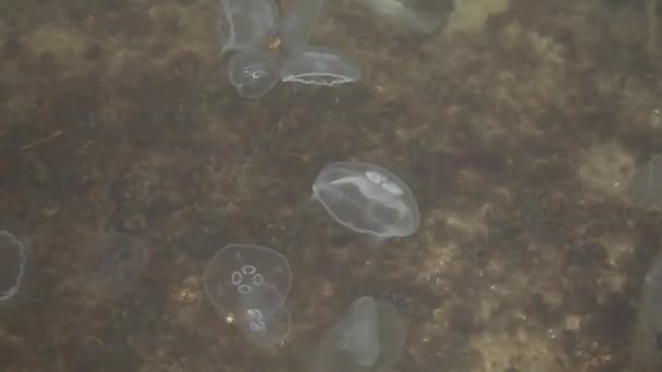 Geléia de peixe flutuando em água do mar cristalina — Vídeo de Stock