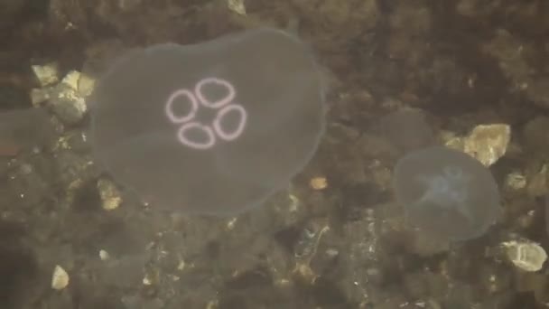 Gelee-Fisch schwimmt im kristallklaren Meerwasser — Stockvideo