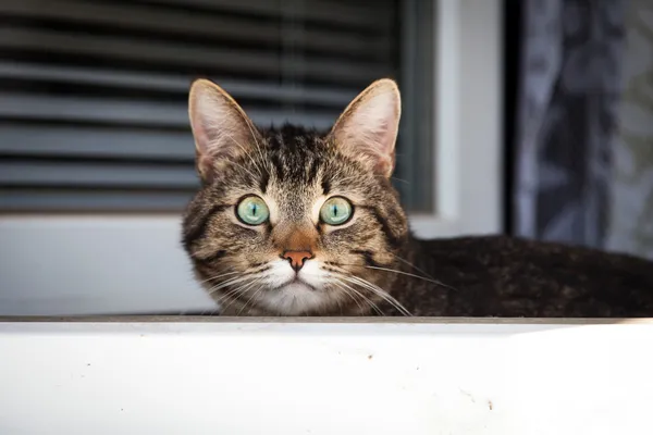 Chat assis sur une fenêtre — Photo