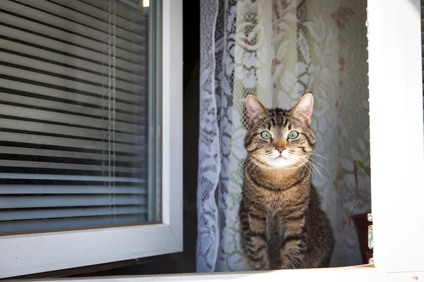 Кіт сидить на вікні — стокове фото