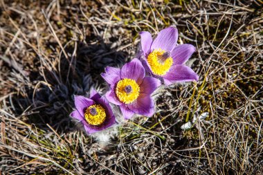 pulsatilla vernalis bahar