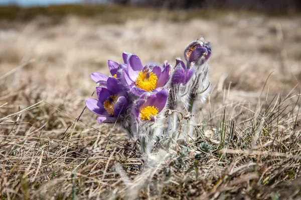 Pulsatilla vernalis under våren — Stockfoto