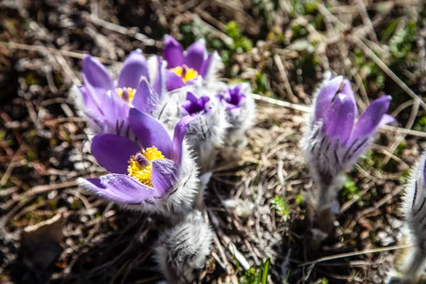 Pulsatilla vernalis under våren — Stockfoto