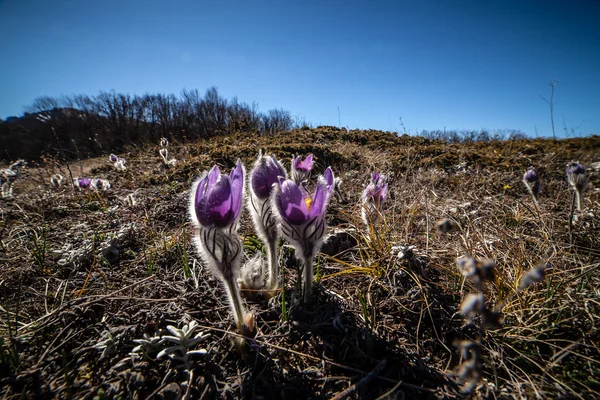 Pulsatilla vernalis весной — стоковое фото