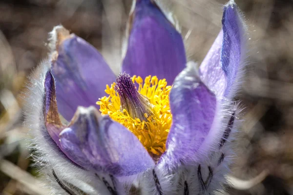 Pulsatilla vernalis under våren — Stockfoto