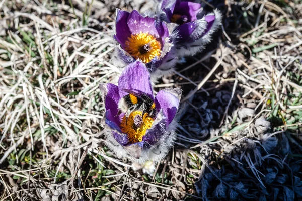 Pulsatilla vernalis in primavera — Foto Stock
