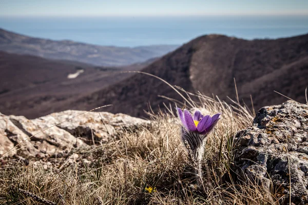 Pulsatilla vernalis di musim semi — Stok Foto