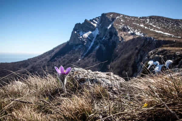 Pulsatilla vernalis in primavera — Zdjęcie stockowe