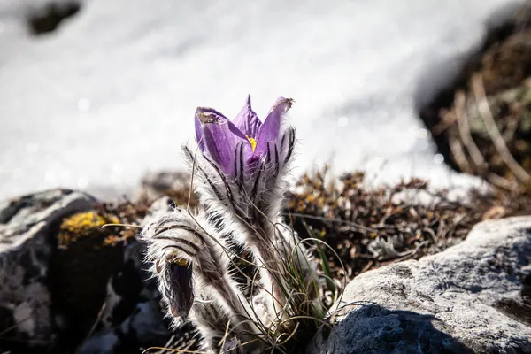 Pulsatilla vernalis under våren — Stockfoto